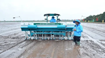 تطوير نموذج جديد لزراعة الأرز يحقق كفاءة إنتاجية عالية وانبعاثات كربونية منخفضة